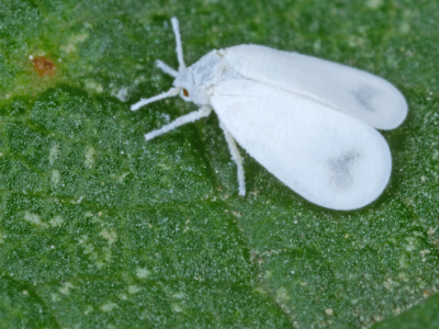 How_to_Get_Rid_of_Whiteflies_in_Your_Garden